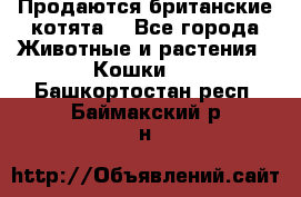 Продаются британские котята  - Все города Животные и растения » Кошки   . Башкортостан респ.,Баймакский р-н